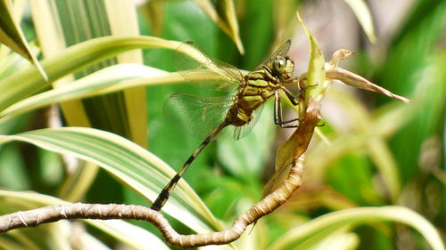 Side view of a dragonfly on a dracaena plant