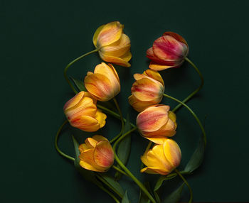 Close-up of pink flowers