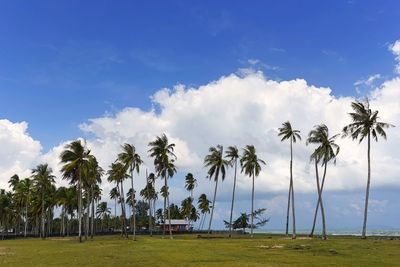 Palm trees on field against sky