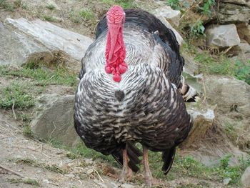 High angle view of duck on field