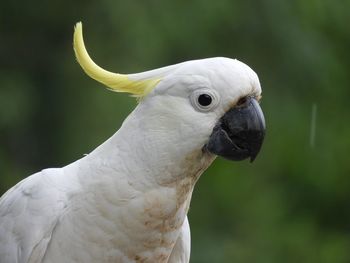 Close-up of parrot
