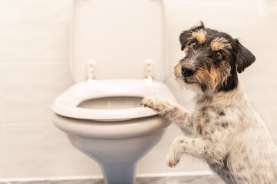 Close-up of a dog in the bathroom