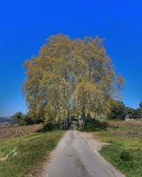 Road amidst trees on field against clear blue sky