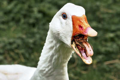 Close-up of a bird