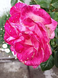 Close-up of water drops on pink flower