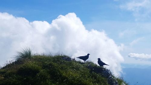 Low angle view of birds against sky
