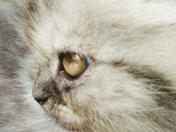 Close-up of a cat