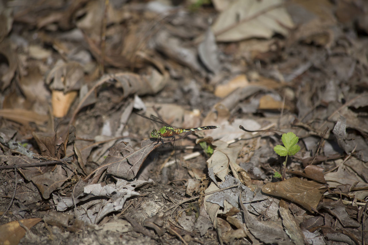 CLOSE-UP OF DRIED PLANT ON LAND