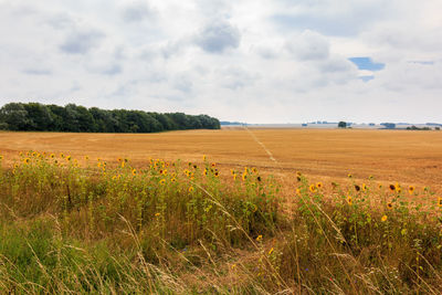 Scenic view of field against sky