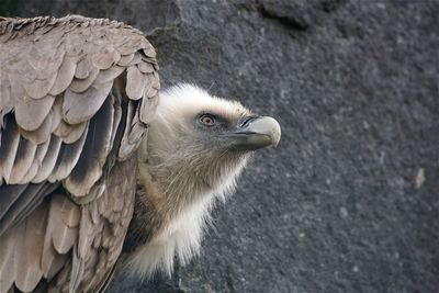 Close-up of vulture against sky