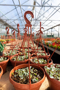 Plastic pots with young flower plants growing in greenhouse, nursery green seedling in garden center