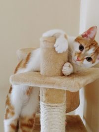 Portrait of cat sitting on toy at home