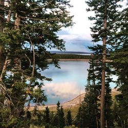 Scenic view of lake by trees against sky