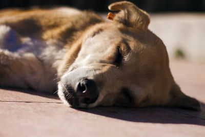 Close-up of dog sleeping