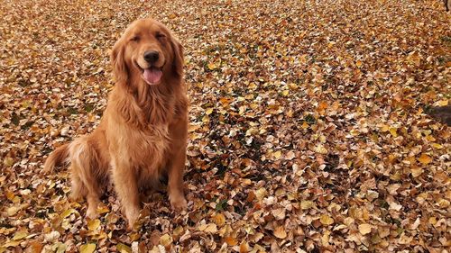 Dog lying down on leaves during autumn