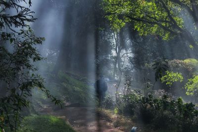 Trees in forest