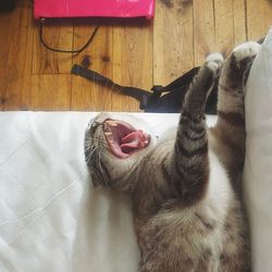 Cat sleeping on tiled floor