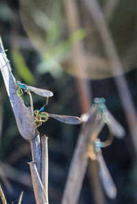 Close-up of dragonfly on branch