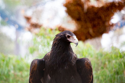 Close-up of a bird on rock - eagle