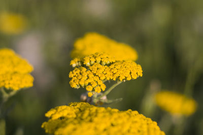 Yellow flower head macro and close-up, blur background, bokeh