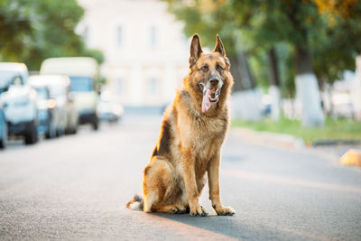 Dogs running on road