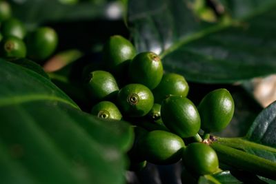 Close-up of fruits growing on plant