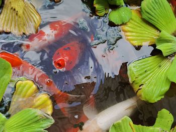 High angle view of koi carps swimming in pond