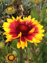 Close-up of yellow flower