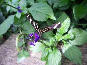 Close-up of butterfly on purple flower