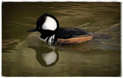 Close-up of duck swimming on lake