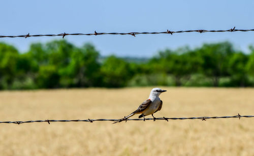 Scissortail flycatcher on barbed wire fence