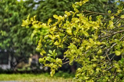 Close-up of plant growing on tree