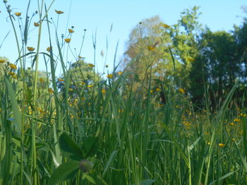plant