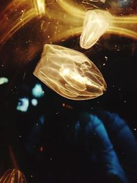 Close-up of jellyfish swimming in water