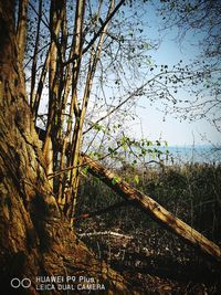 Low angle view of trees against the sky