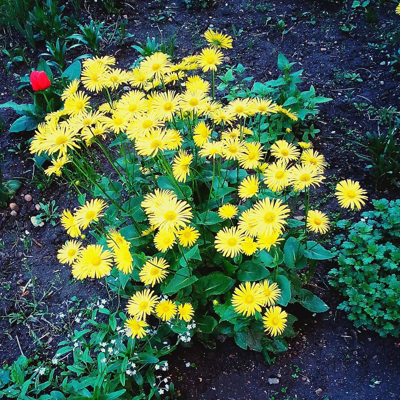 flower, yellow, high angle view, freshness, growth, fragility, petal, plant, beauty in nature, nature, blooming, leaf, in bloom, flower head, field, outdoors, day, no people, green color, blossom