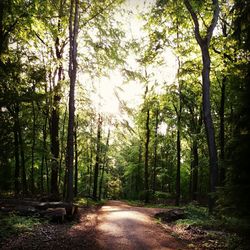 Road passing through forest