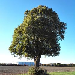 Tree on field against clear blue sky