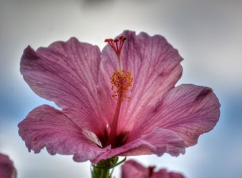 Close-up of pink flower