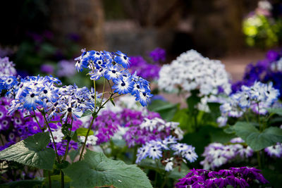 Close-up of purple flowers blooming outdoors