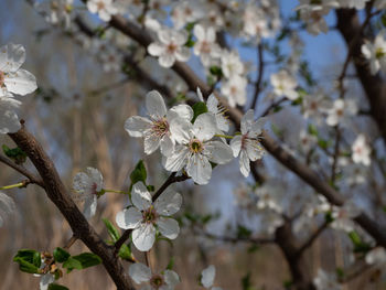 Close-up of white cherry blossoms in spring