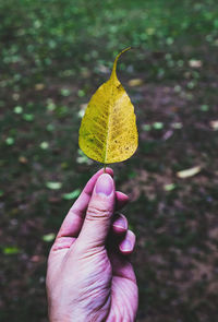 Close-up of hand holding autumn leaves