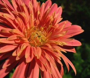 Close-up of flower blooming outdoors