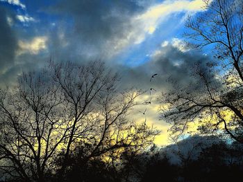 Low angle view of bare trees against sky