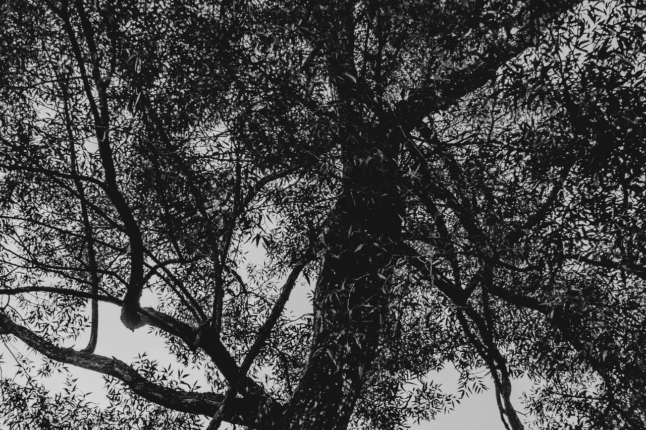 LOW ANGLE VIEW OF SILHOUETTE TREES AGAINST SKY IN FOREST