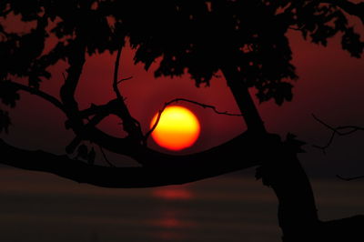 Silhouette tree against orange sky