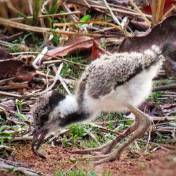 Close-up of a lizard on field