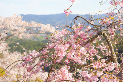 Close-up of pink cherry blossoms in spring