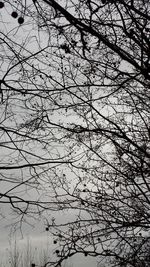 Low angle view of bare trees against sky