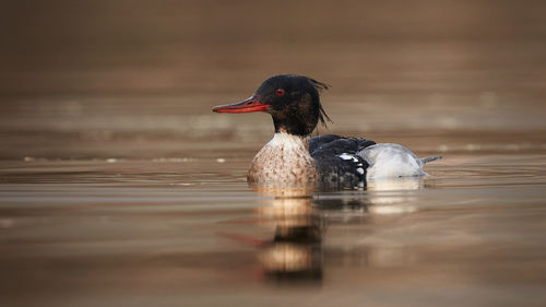 Duck swimming in a lake